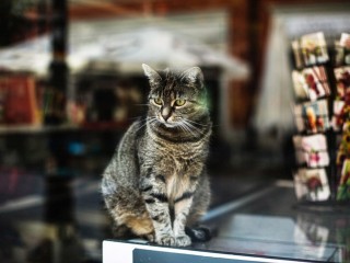 Видновчане ищут новую семью котенку, потерявшемуся на Черняховской улице