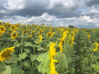 Поля с подсолнухами в Коломне стали популярным местом для фотосессий