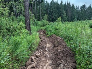 В Звенигородском лесничестве продолжили противопожарные работы