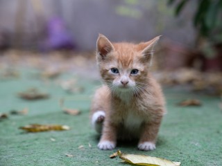 Брошенным на мусорке котятам в Клину нашли новый дом