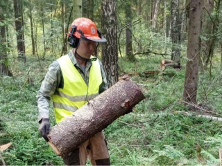 В округе началась санитарная рубка леса на площади 35 га