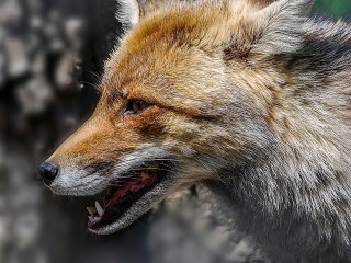 Сбитого в Мытищах лисенка готовят к операции