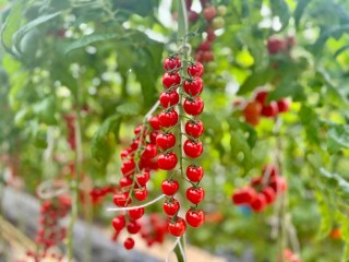Подмосковье нарастило семеноводческую базу