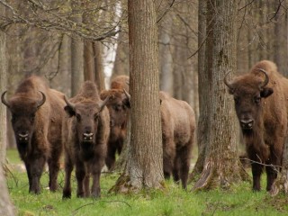 Приокско-Террасный заповедник претендует на высшую туристическую награду страны