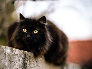 На балконе в Лосино-Петровском заметили черного кота, похожего на Бегемота