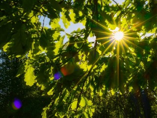 Адская для конца лета жара до +30°C ворвется в Подмосковье: прогноз синоптика