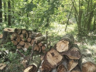 В Солнечногорске продолжили очистку лесов от сухостойных деревьев