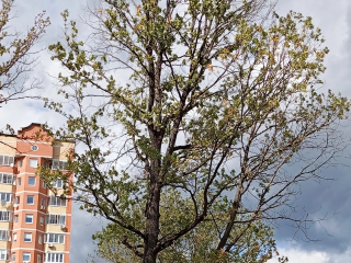 Дубы в парке «Дубрава» спасут от гибели