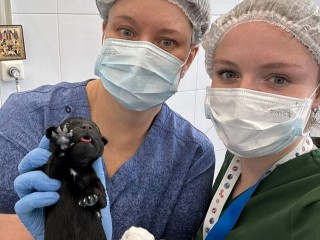 Щенок, родившийся от суррогатной мамы, окончил Школу собак-проводников в Балашихе