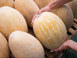 Дыню «сладкую, как соседка» продают в Балашихе