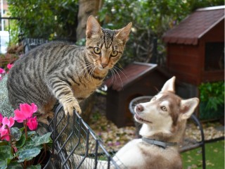 Корм для животных и другие необходимые вещи для приютов собирают в Бронницах