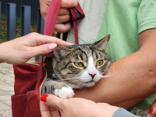 В парке Клина 10 августа состоится бесплатная вакцинация домашних животных