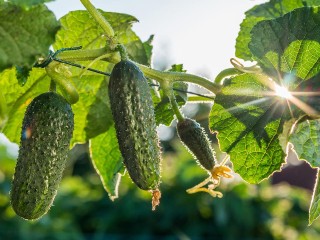 Пять безотказных приемов продлить плодоношение огурцов до осени