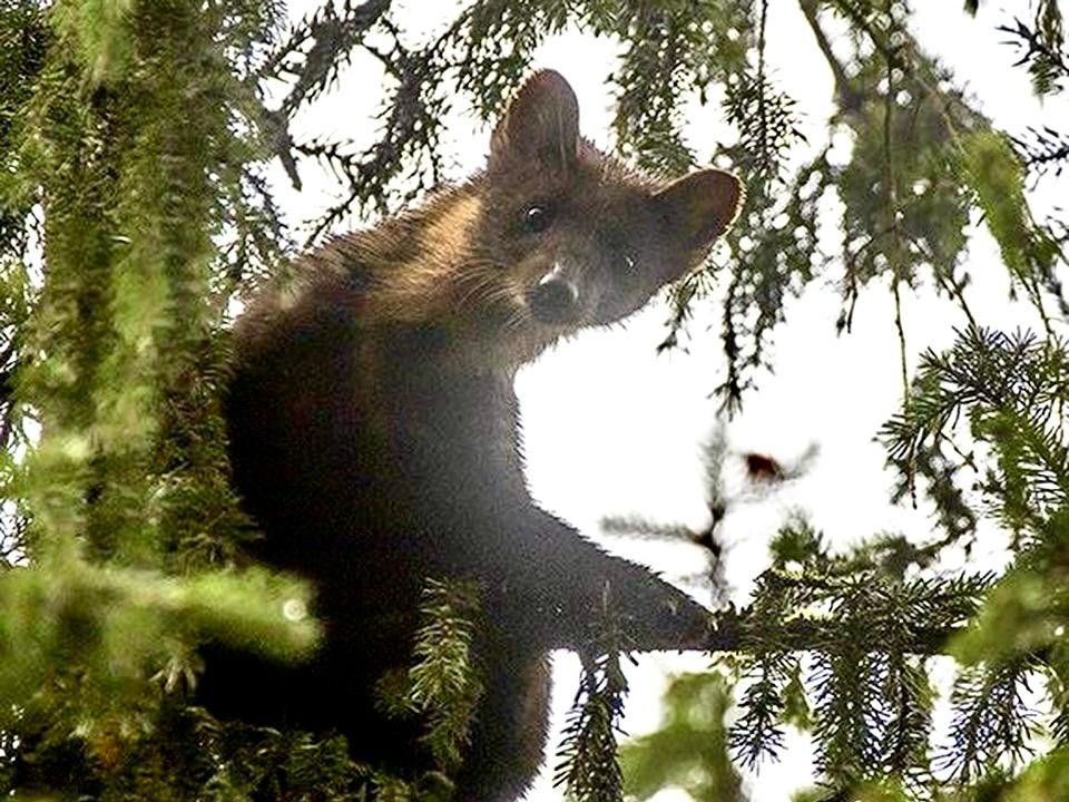 Вороны разбудили куницу ради удачного фотокадра в Одинцовском лесу