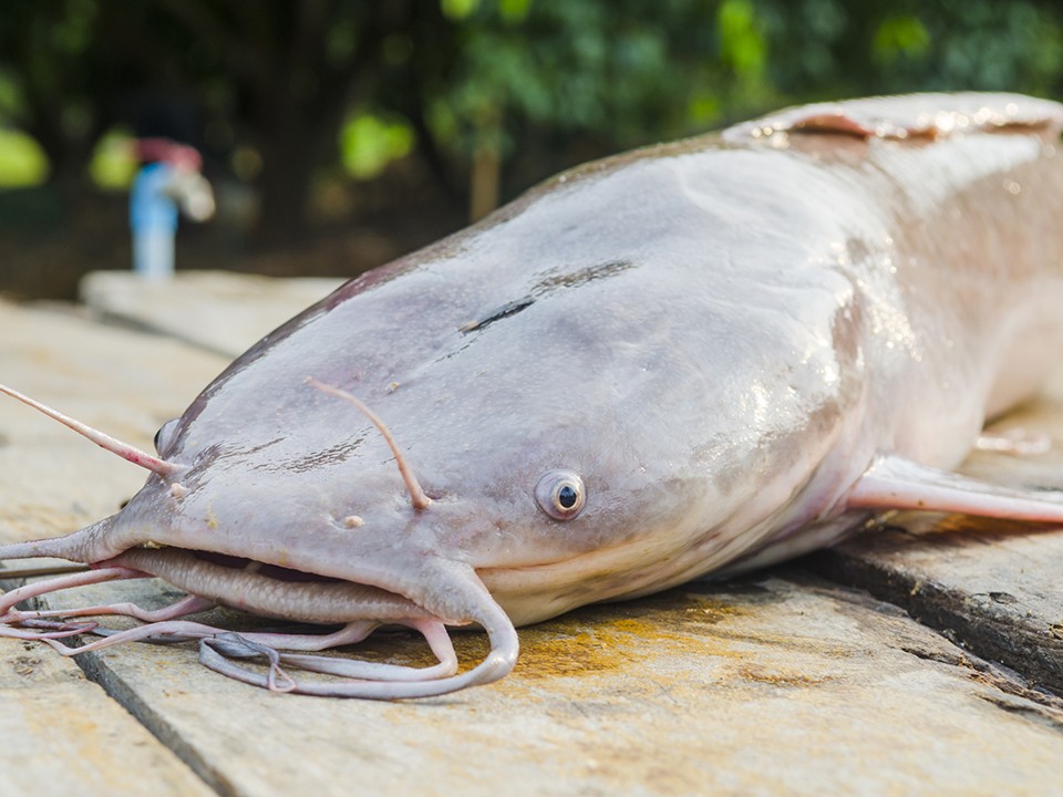 Сом-гигант стал добычей рыбаков в Орехово-Зуеве