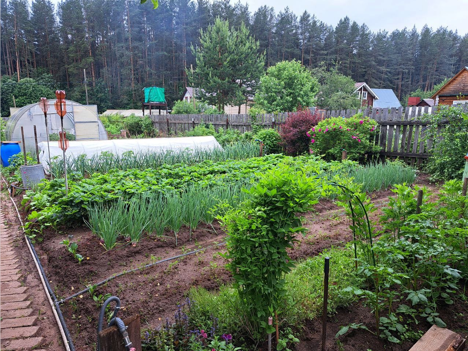 Эксперт дала советы по подготовке дачного участка к зиме
