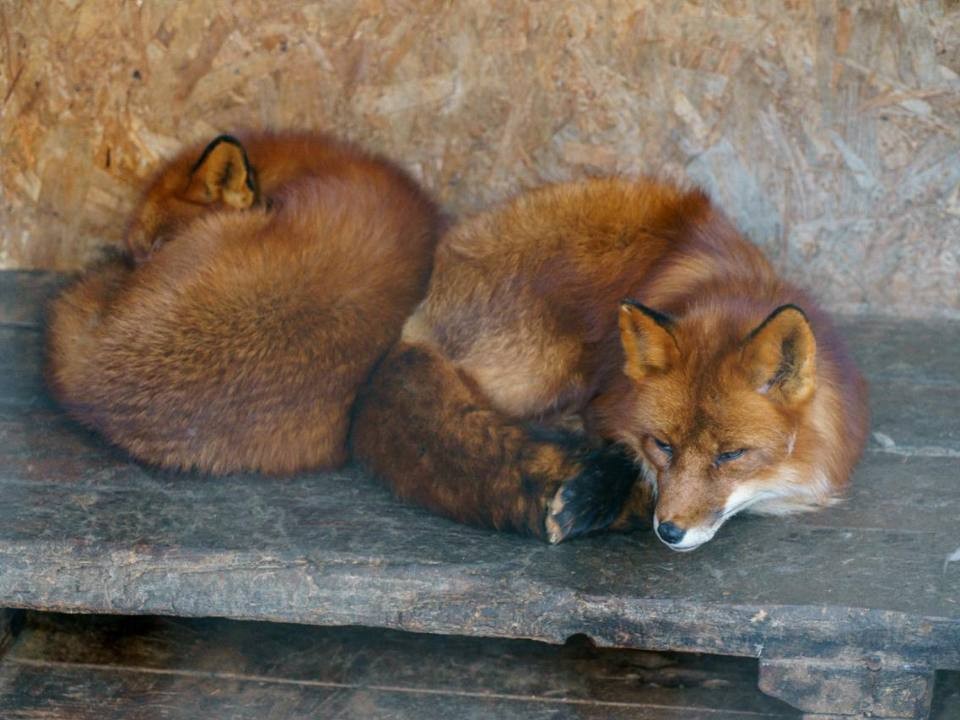 За содержание лисы в квартире можно получить крупный штраф