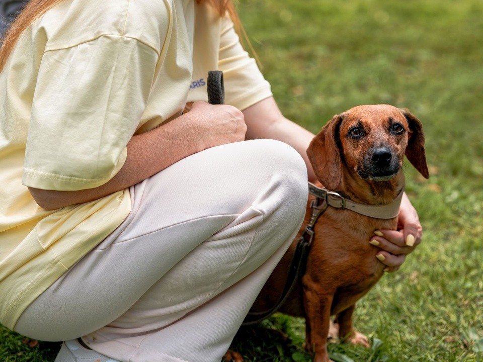 Ветеринар рассказала, сколько в день нужно гулять с собакой