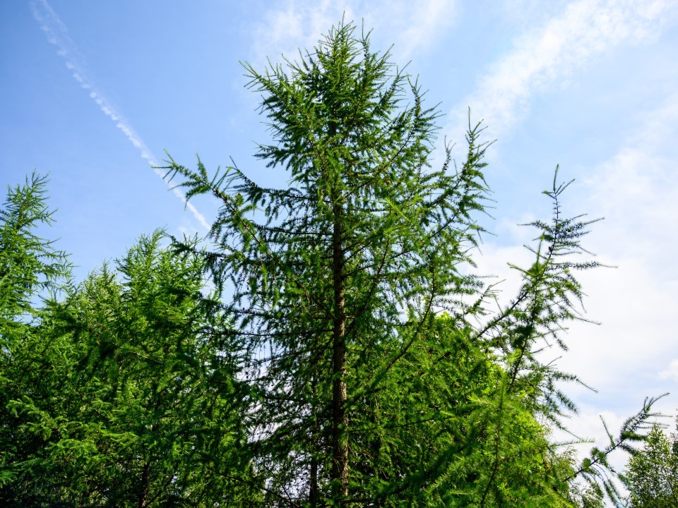 Пожарная опасность в лесах Подмосковья остается низкой 21-23 июля