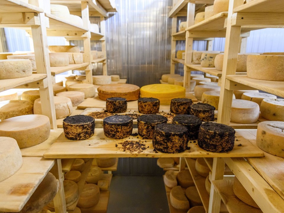 Ферма Солнечногорска предлагает уникальные сорта сыров