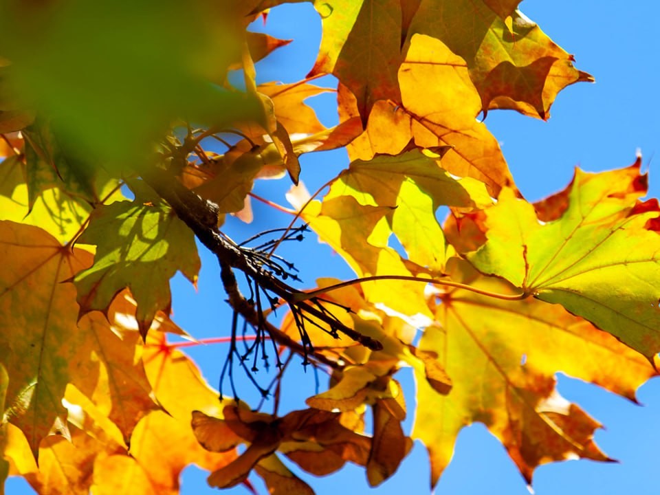 Какие приметы и традиции существуют на начало астрономической осени 22 сентября