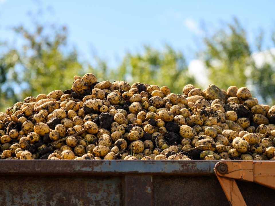 Названы три ошибки при хранении картофельного урожая