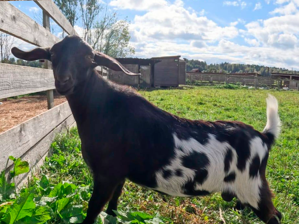 Черно-белый Изюм будет пастись вместе с козами в хаски-деревне под Рузой