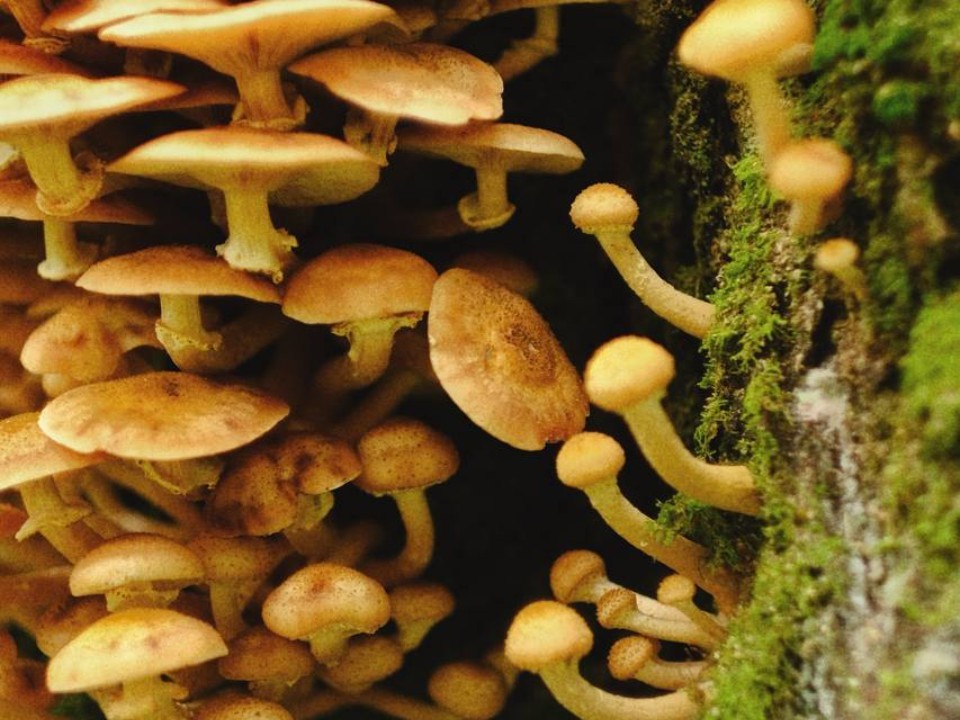 Грибник собрал в Сергиевом Посаде гигантский урожай опят