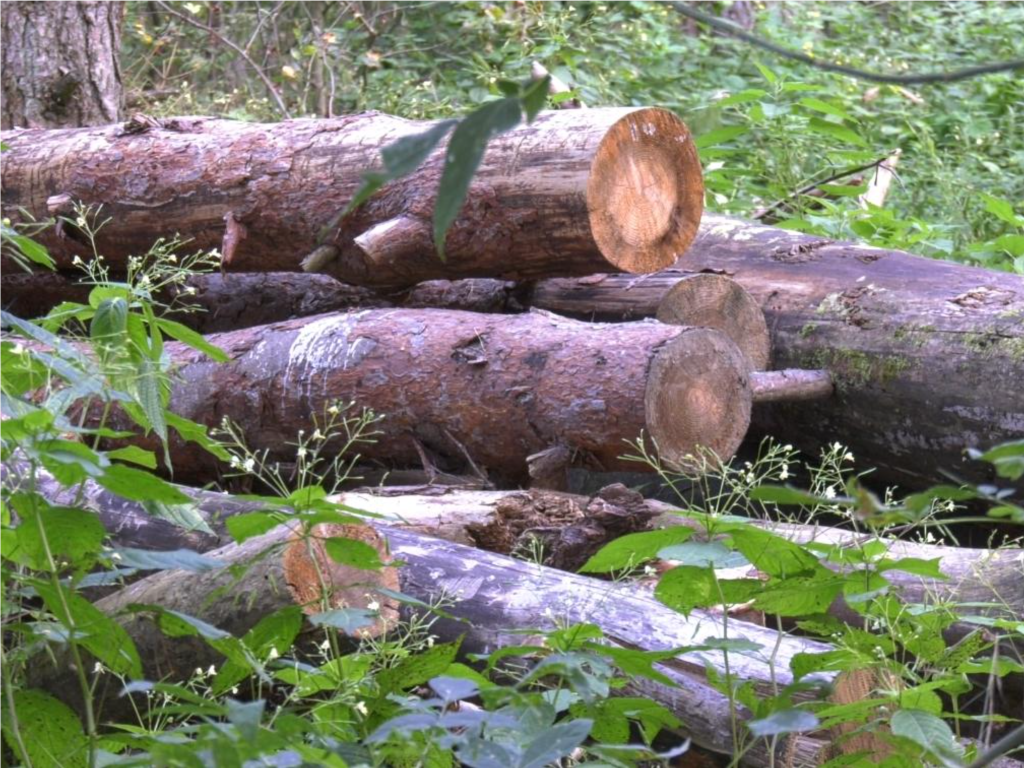В Егорьевске спасают деревья от болезней и пожаров