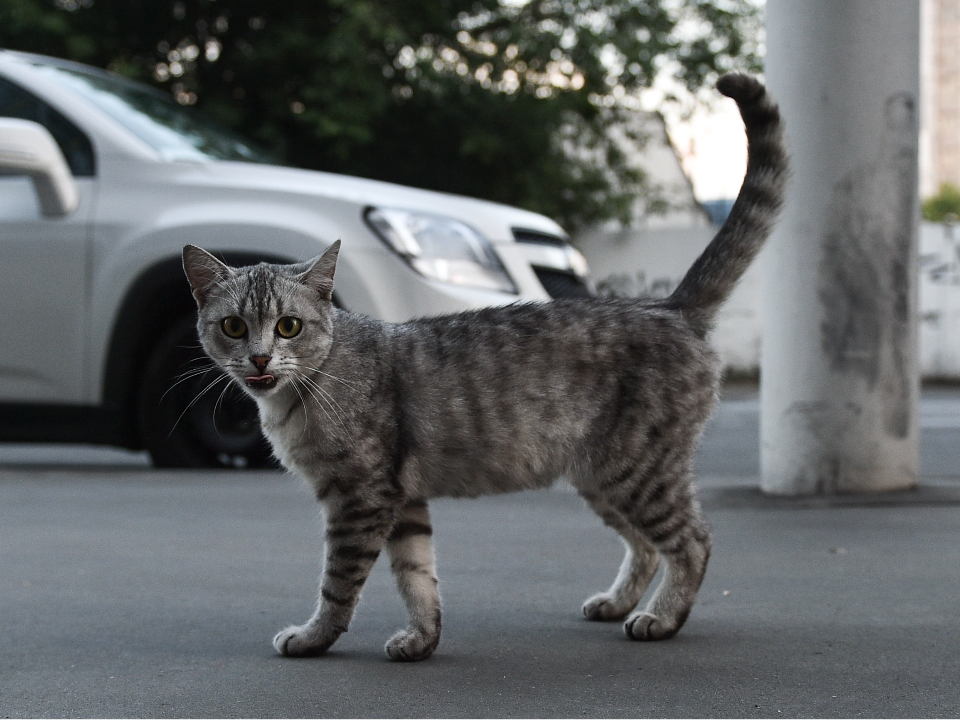 Пропавшую при пожаре в ЖК «Мытищи Лайт» кошку нашли живой