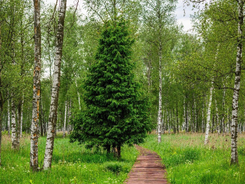 Что делать при встрече с диким зверем в лесу: советы эксперта