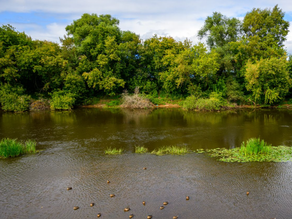 Администрация проверила сообщения о засыпке реки Котловка в Дмитровском округе