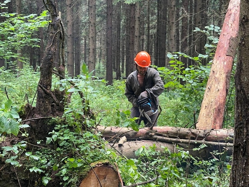 Леса Можайского округа очистят от неликвидной древесины