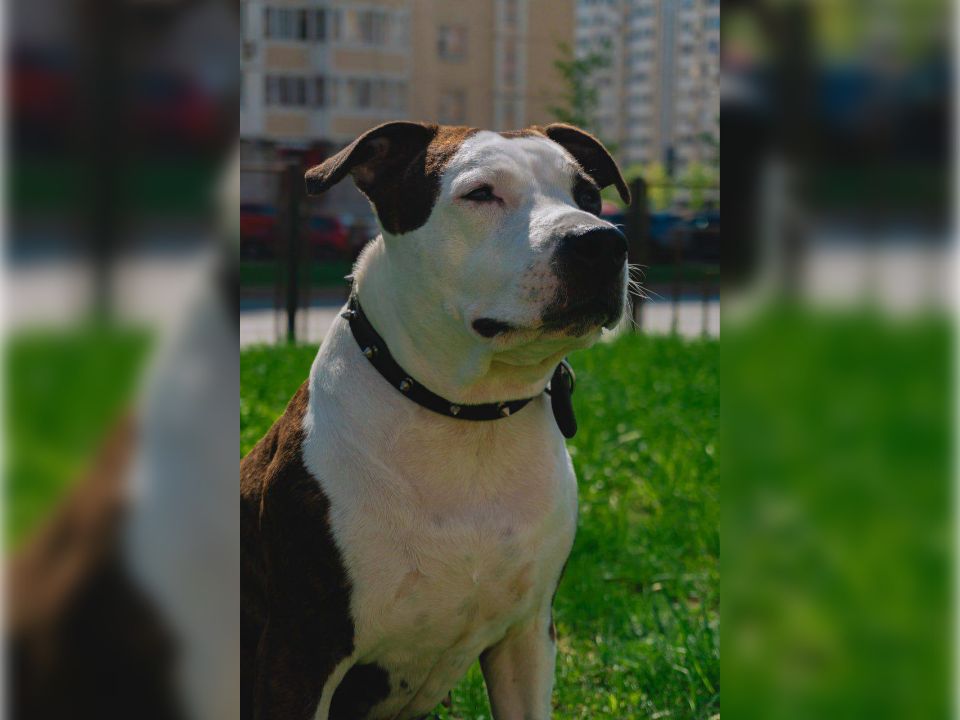 В Люберцах от отравления крысиным ядом погиб стаффордширский бультерьер