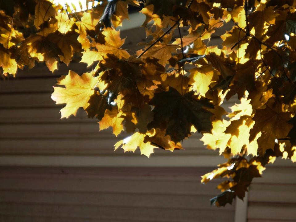 Какие действия помогут привлечь удачу и любовь в день осеннего равноденствия