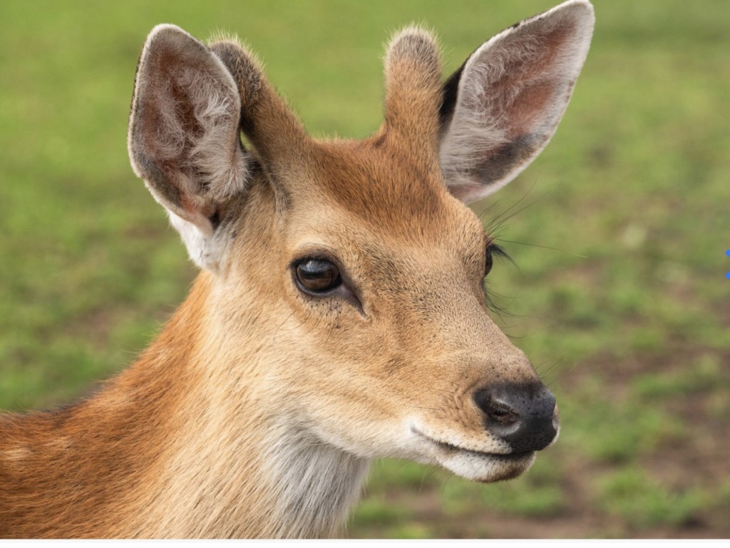 В Краснознаменске олененок незаметно прошел КПП и гуляет по городу