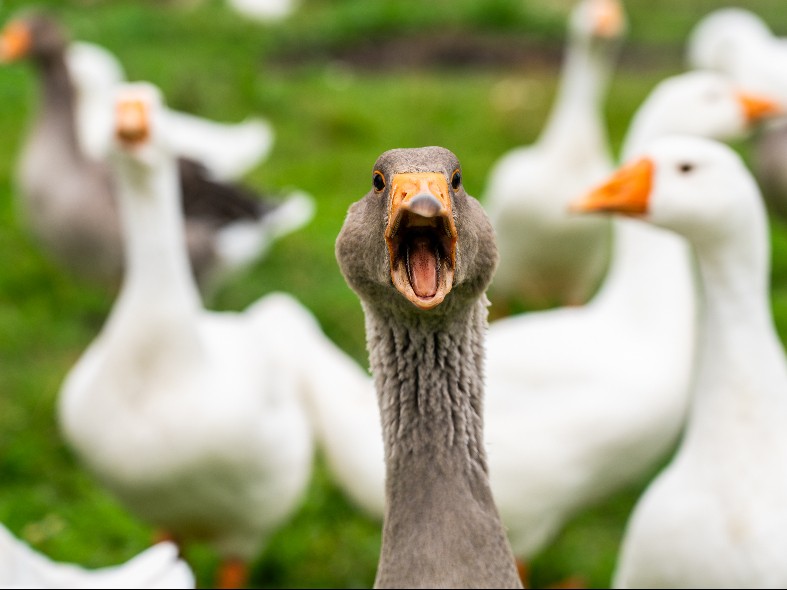 Агродиктант напишут жители Подмосковья