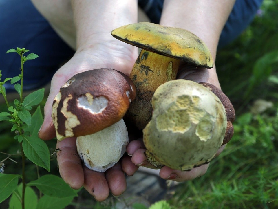 Как не заразиться бешенством во время сбора грибов