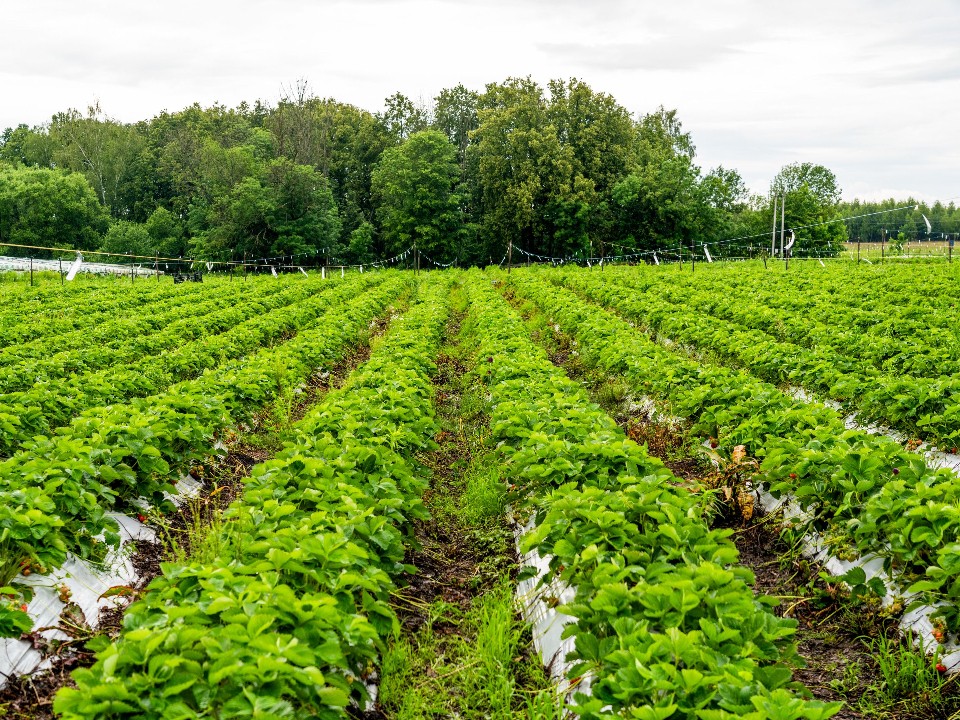 Названы лучшие соседи для клубники