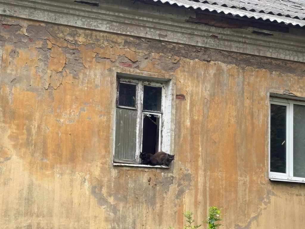 Брошенные коты на улице Безверхова просят о помощи у прохожих