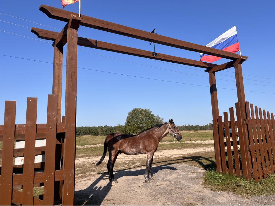 В Саввине живет один из коней-долгожителей