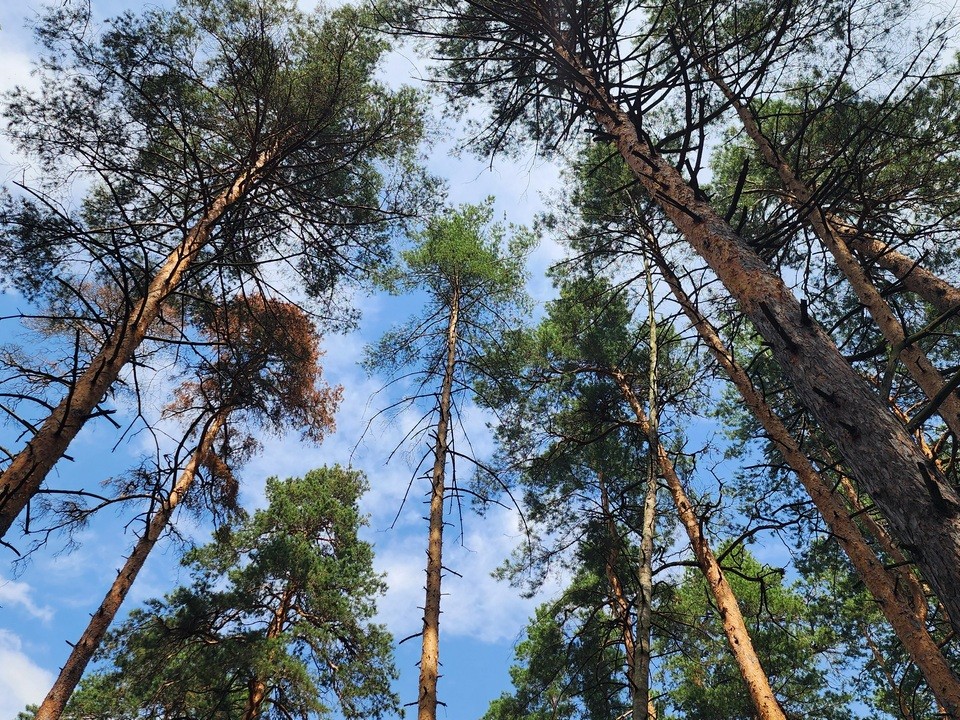 В Луховицах нашли потерявшегося грибника, он умер