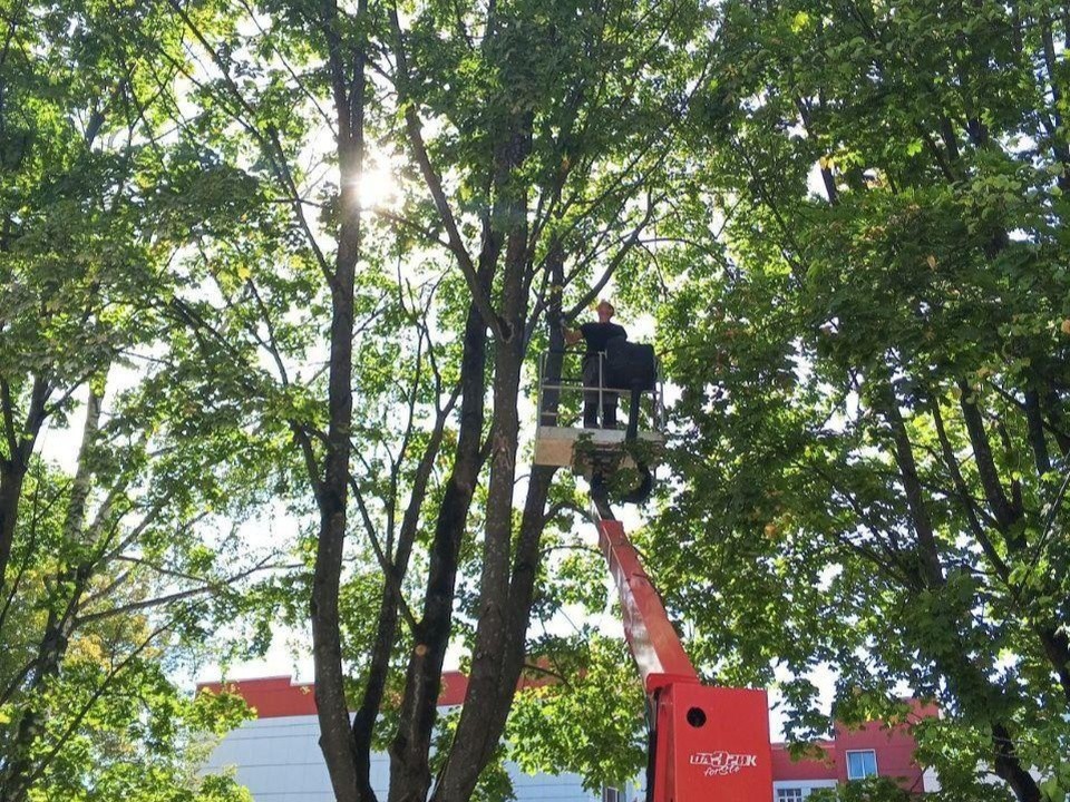 Опасные деревья убрали в пансионате для пожилых в Ногинске