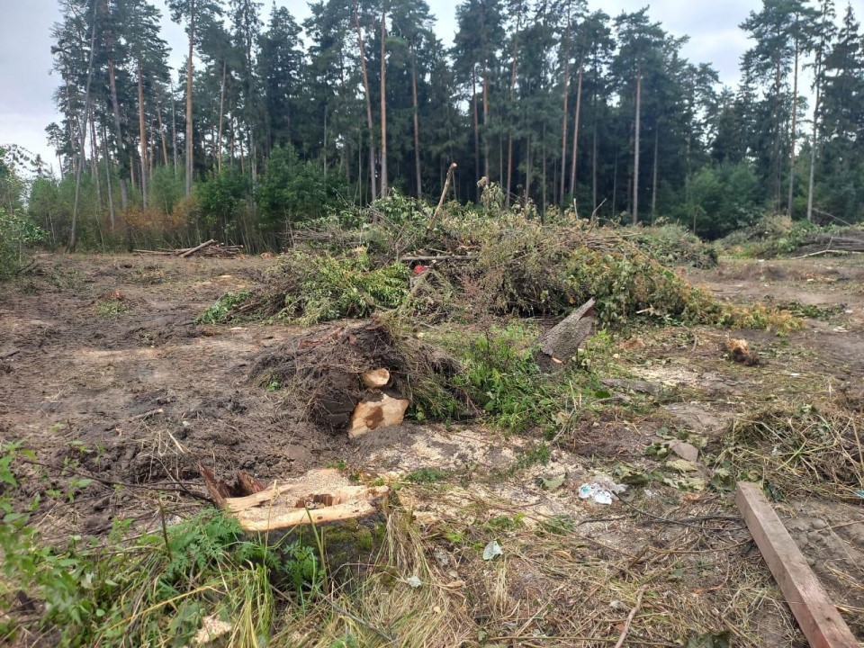 В Балашихе вырубают больной лес для снижения пожарной опасности