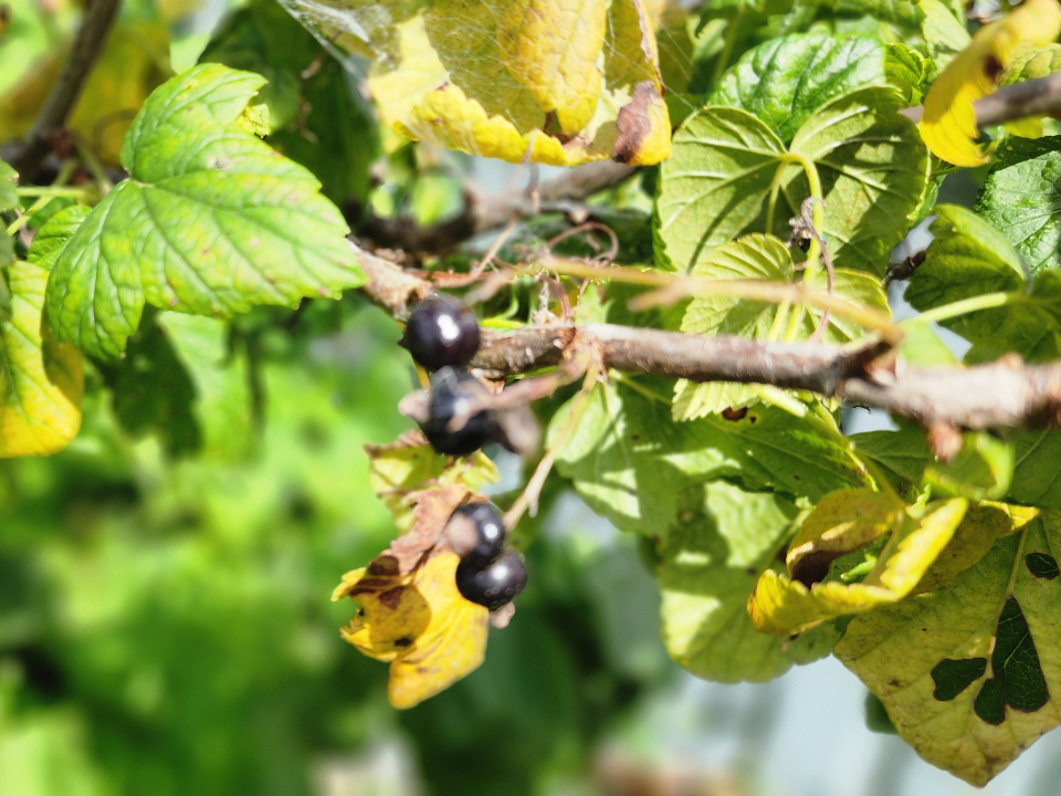 Эта ягода поможет улучшить сон, память и замедлить процессы старения