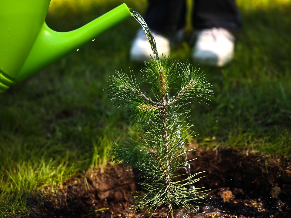 Жителей Подмосковья пригласили на акцию «День в лесу»