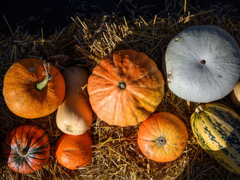 Праздник тыквы и яблока отметят в Кузьминском лесопарке