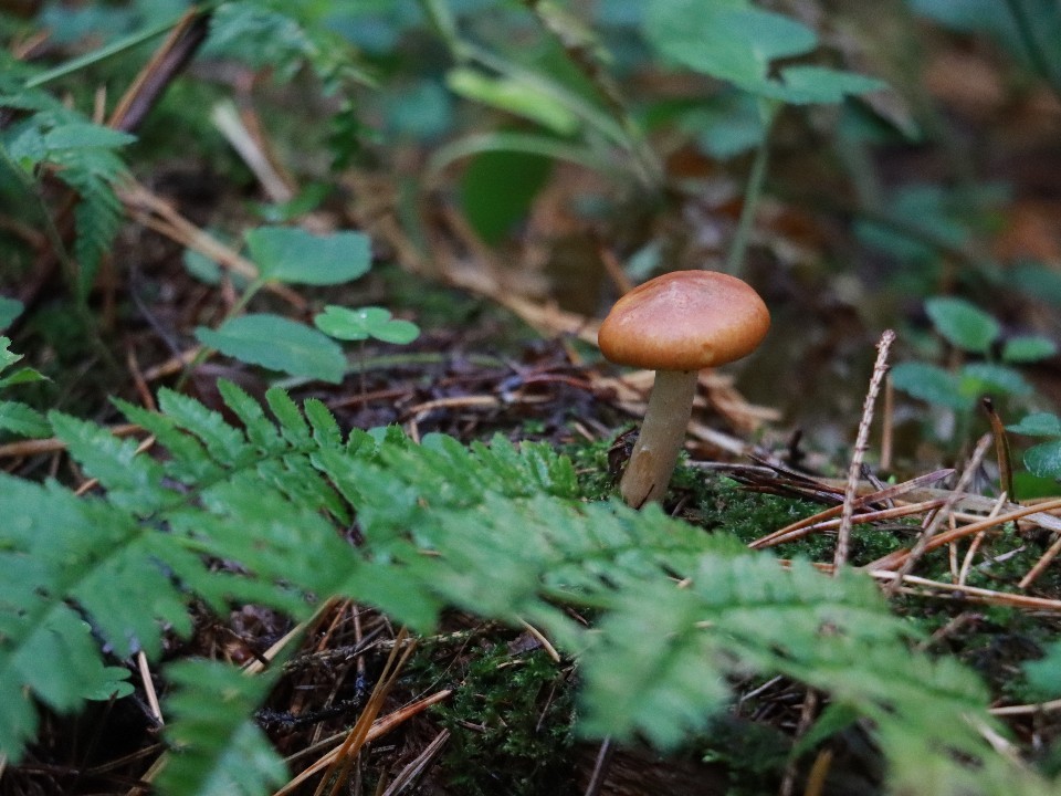 Грибники начали собирать корзины опят