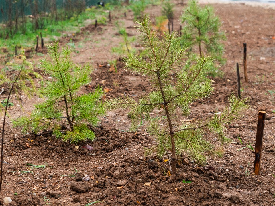 Жители Истры смогут присоединиться к акции по сохранению леса