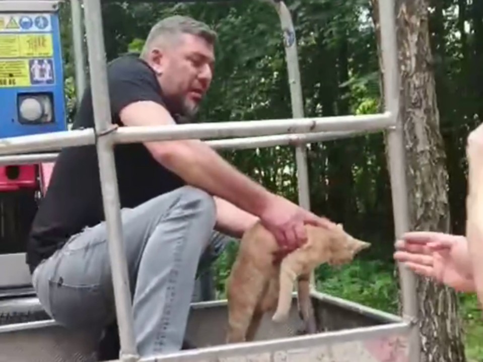 Рыжего кота спасли в Серково с помощью автовышки